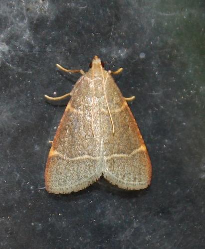 Réf. 212 219 : Hypsopygia glaucinalis